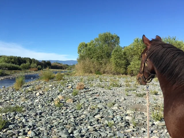 Horse on rocky river bank